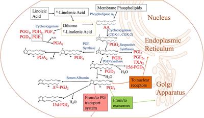 Cyclopentenone Prostaglandins: Biologically Active Lipid Mediators Targeting Inflammation